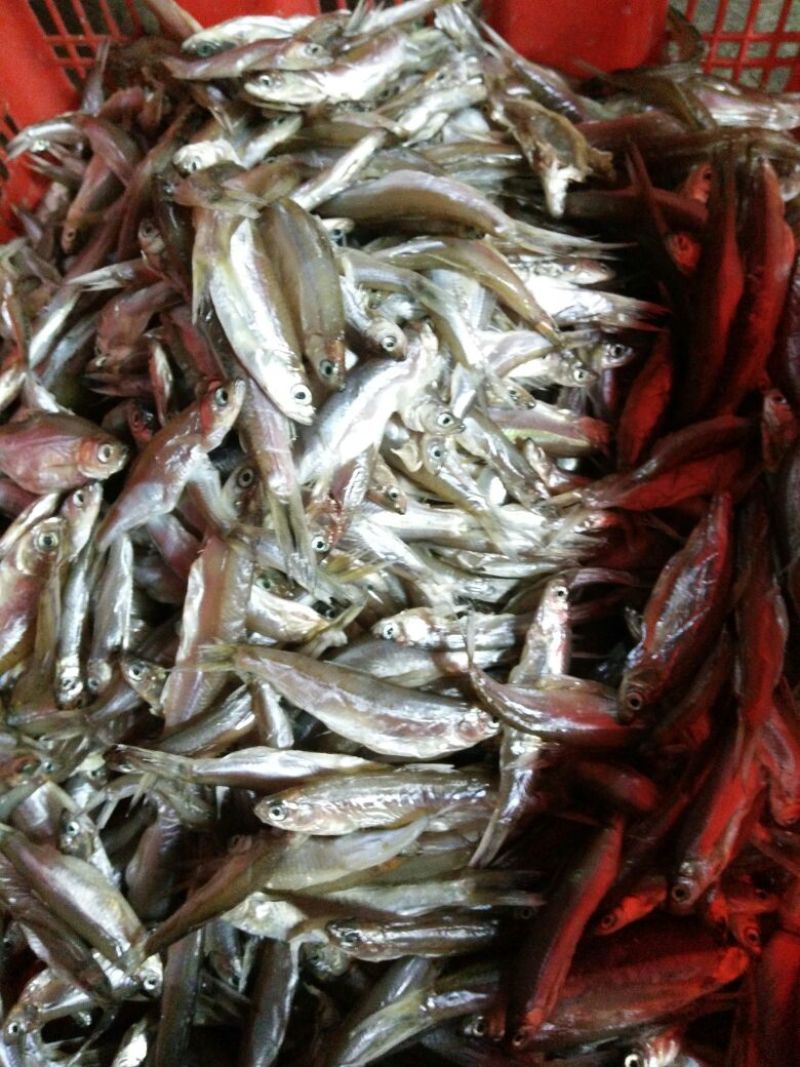 鱼干炸鱼干