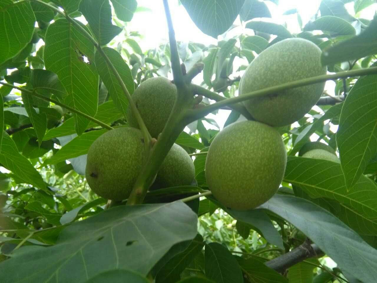 陕西渭南市大荔县青皮核桃 40mm以上 青皮批发_秦晶供应_一亩田农业网