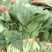 名门菠菜