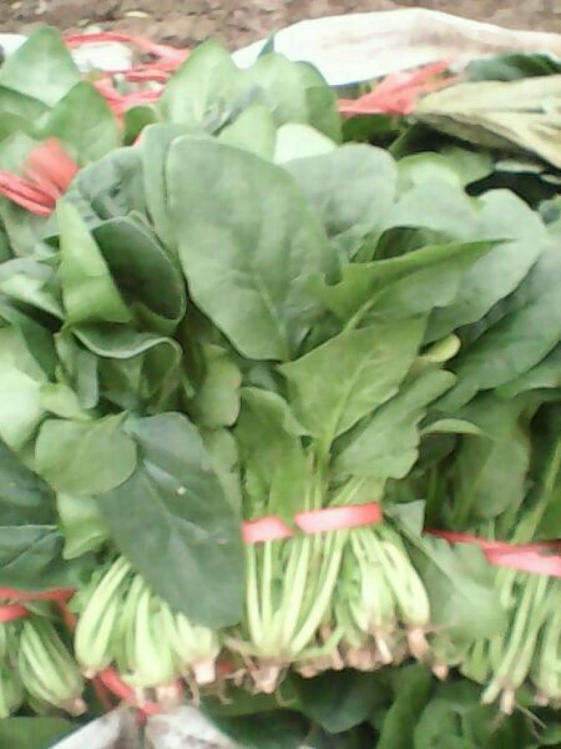 名门菠菜