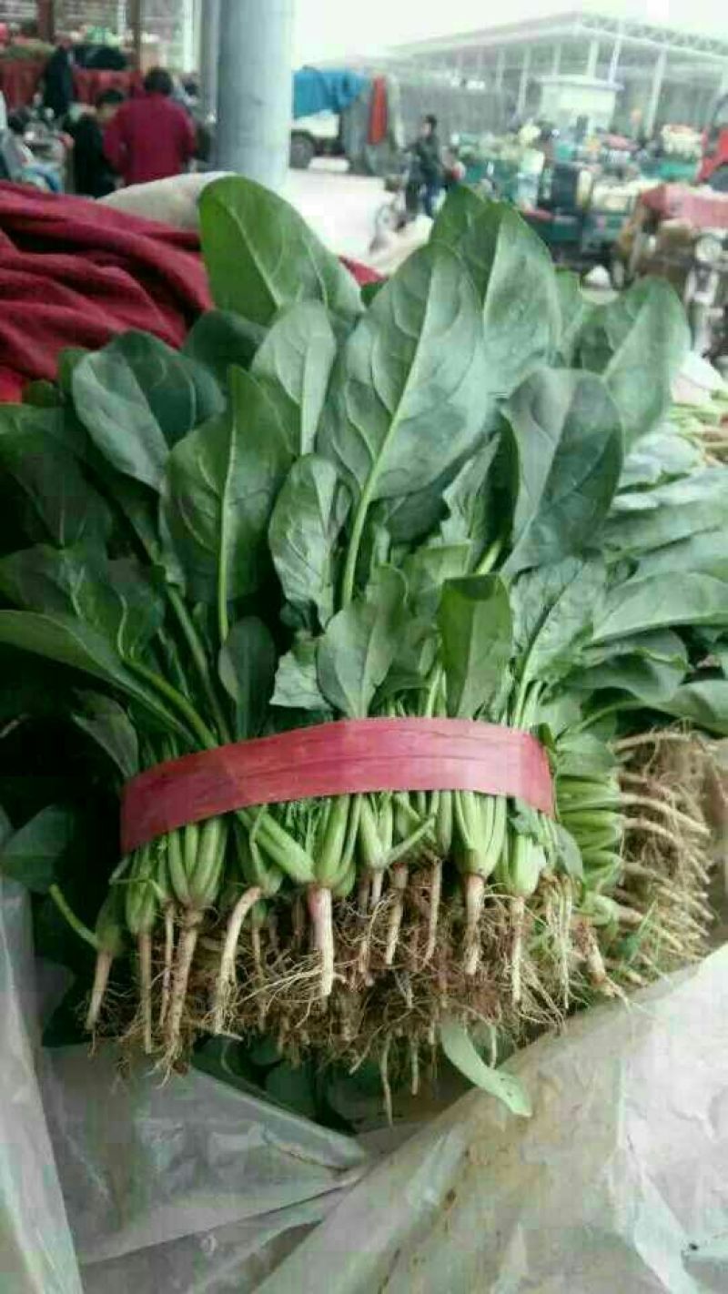 小叶菠菜25~30厘米
