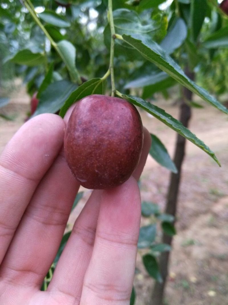 枣树2~4cm4cm以下