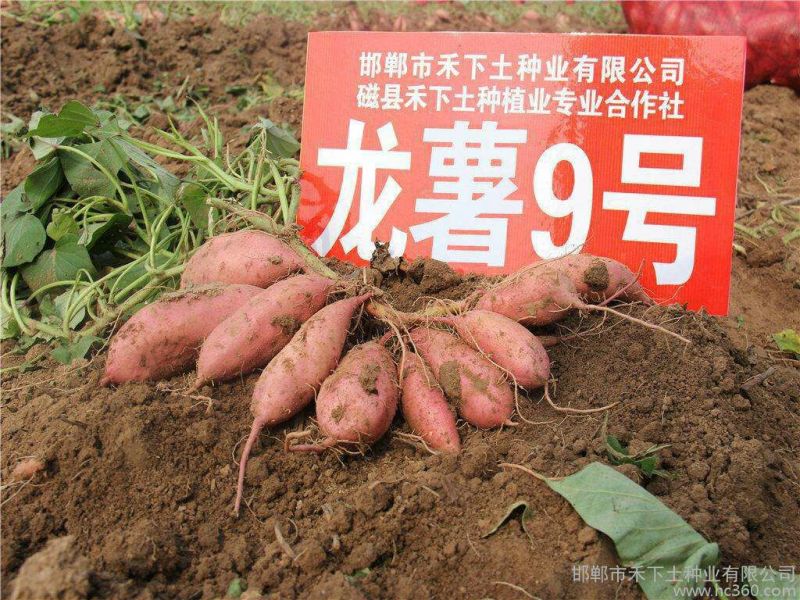 红薯苗地瓜苗山芋苗蜜薯苗西瓜红哈密苗，板栗薯红