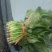名门菠菜