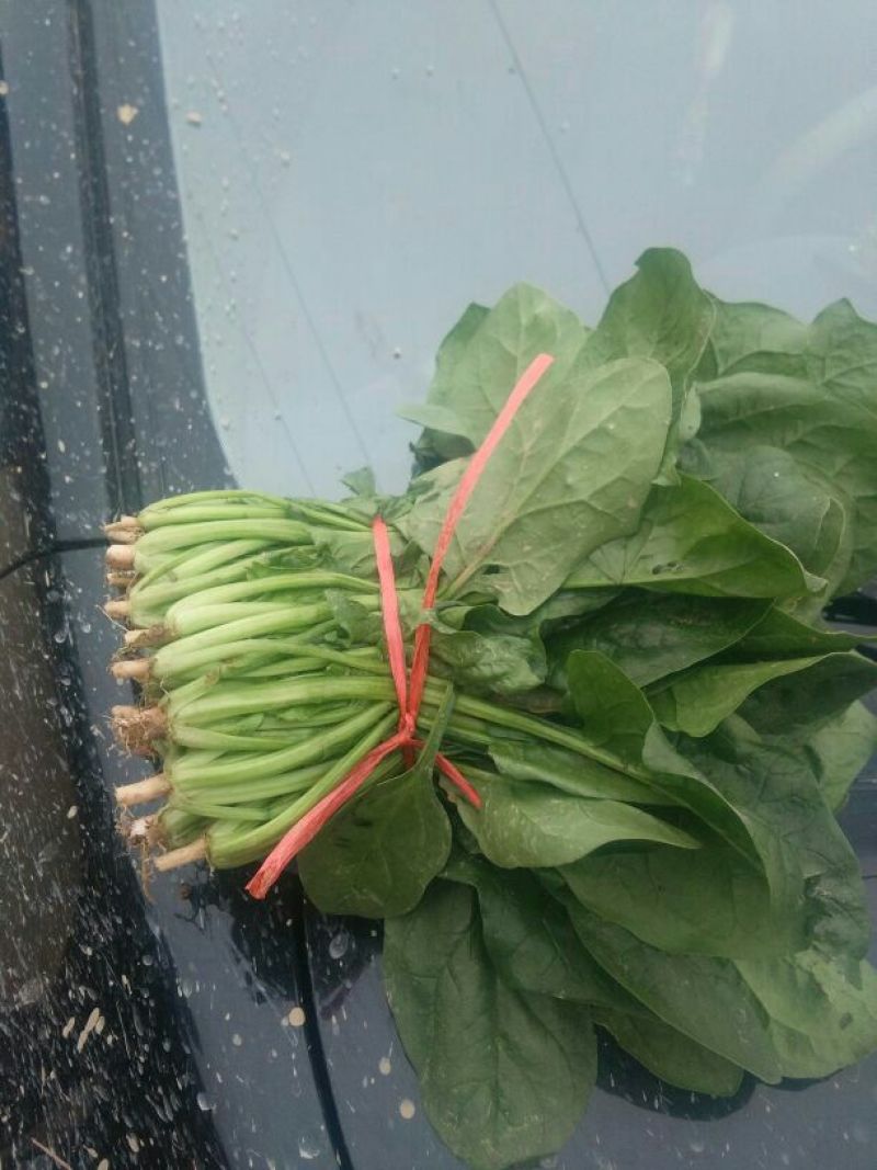 名门菠菜