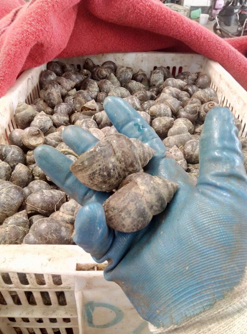 田螺食用鲜活