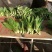油麦菜