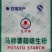 马铃薯淀粉