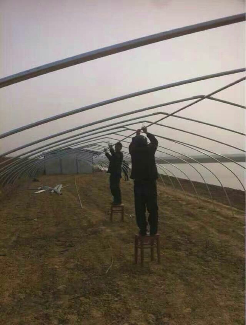 扬州大白鹅苗250g以下