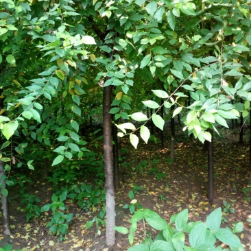 金叶榆6~8cm4~6cm2.5~3m