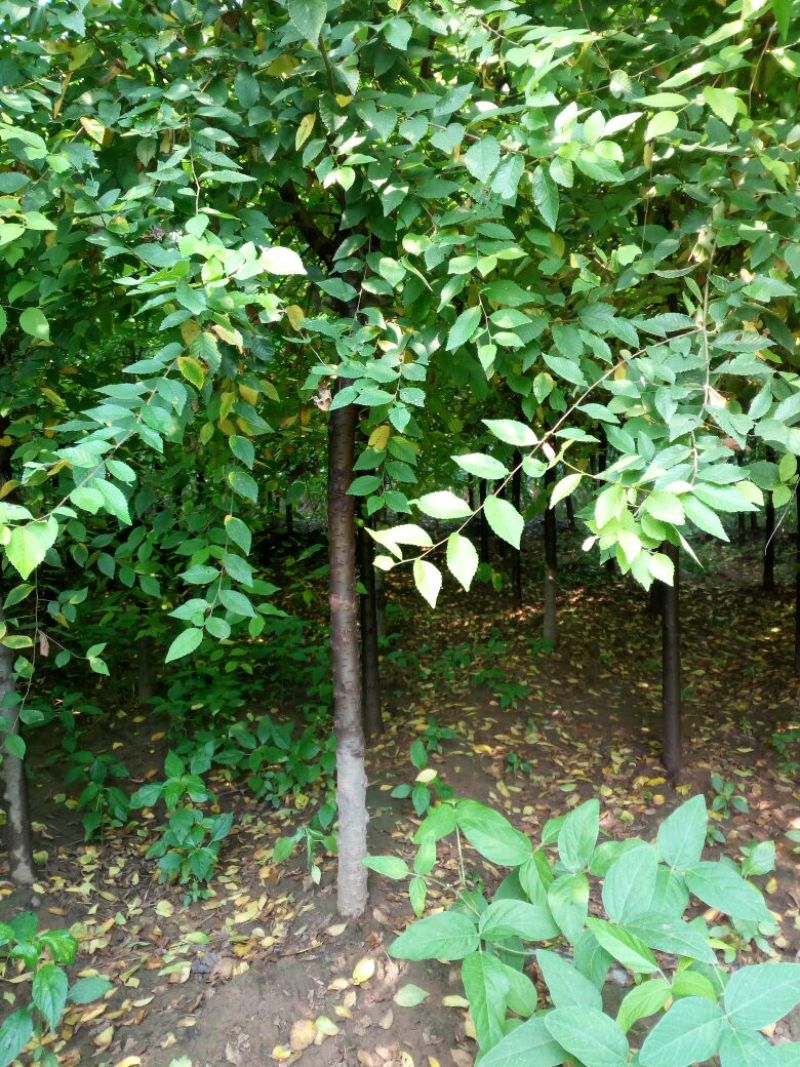 金叶榆6~8cm4~6cm2.5~3m