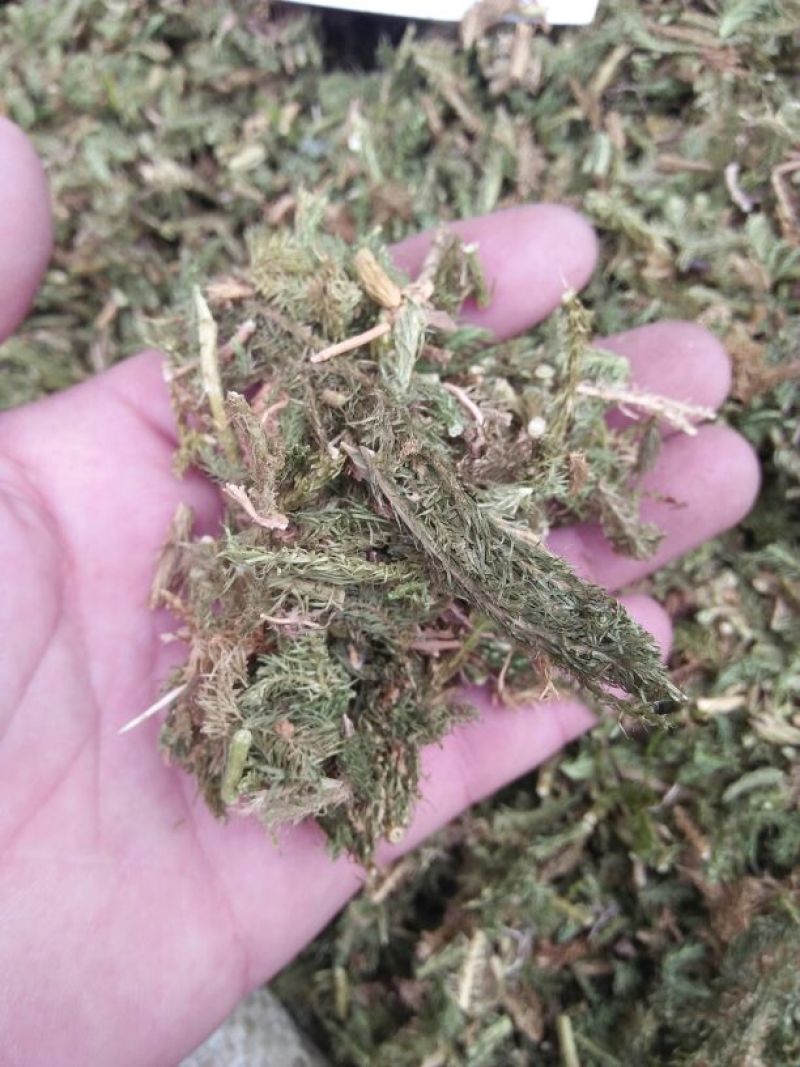 伸筋草