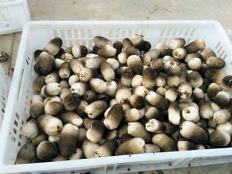 鲜草菇