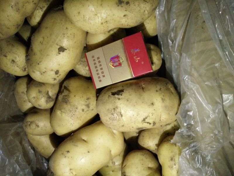 荷兰十五土豆希森土豆坤元6山东黄皮黄心土豆内蒙土豆产地
