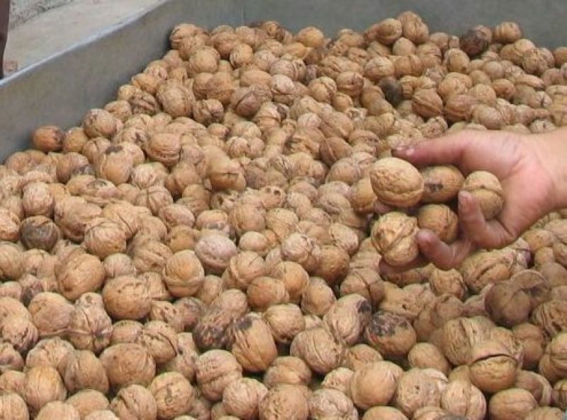 核桃去皮干