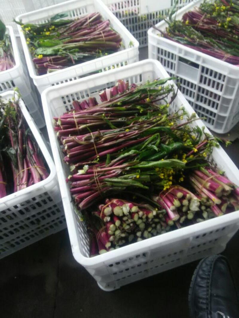 红菜苔20~30厘米