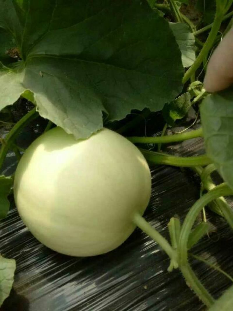 甜瓜1斤以上，小子甜瓜供应小白瓜大量供应，诚信第一