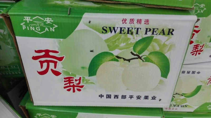砀山梨200~250g光果