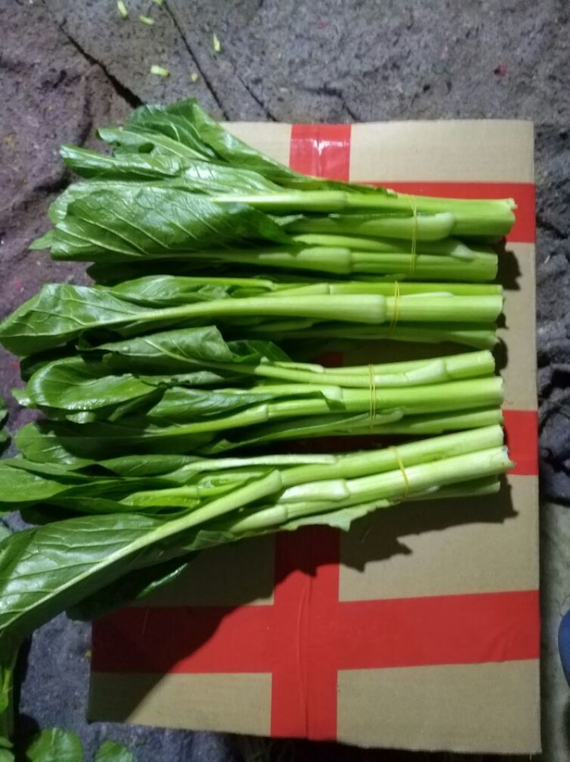 白菜苔15~20厘米