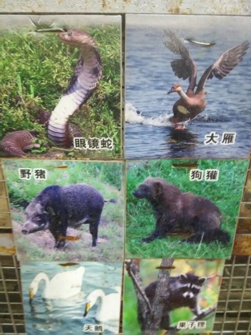 生态甲鱼2.5~3斤