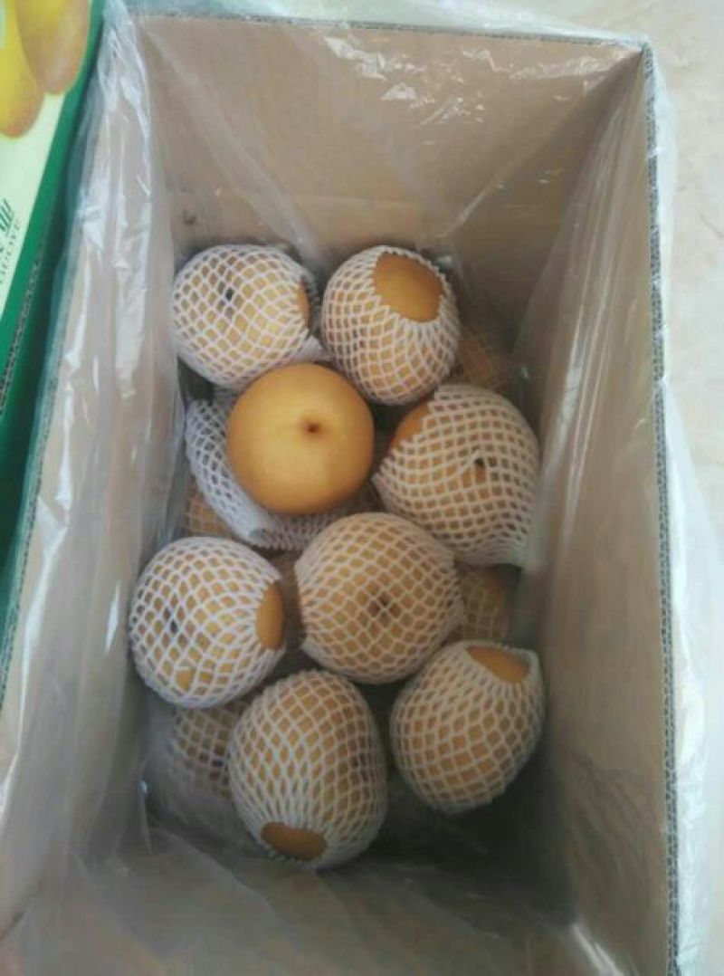 晚秋黄梨500~550g纸箱