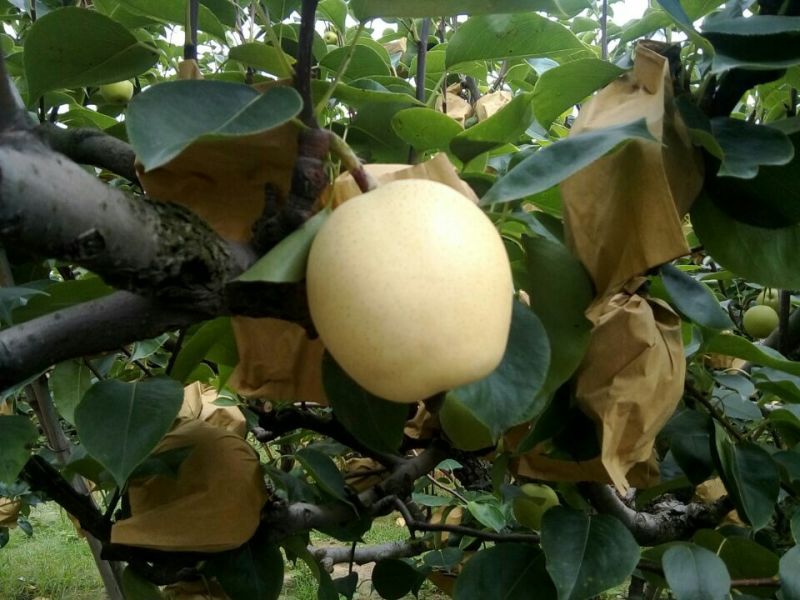 梨砀山酥梨皇冠梨纸袋包装现摘现发全国发