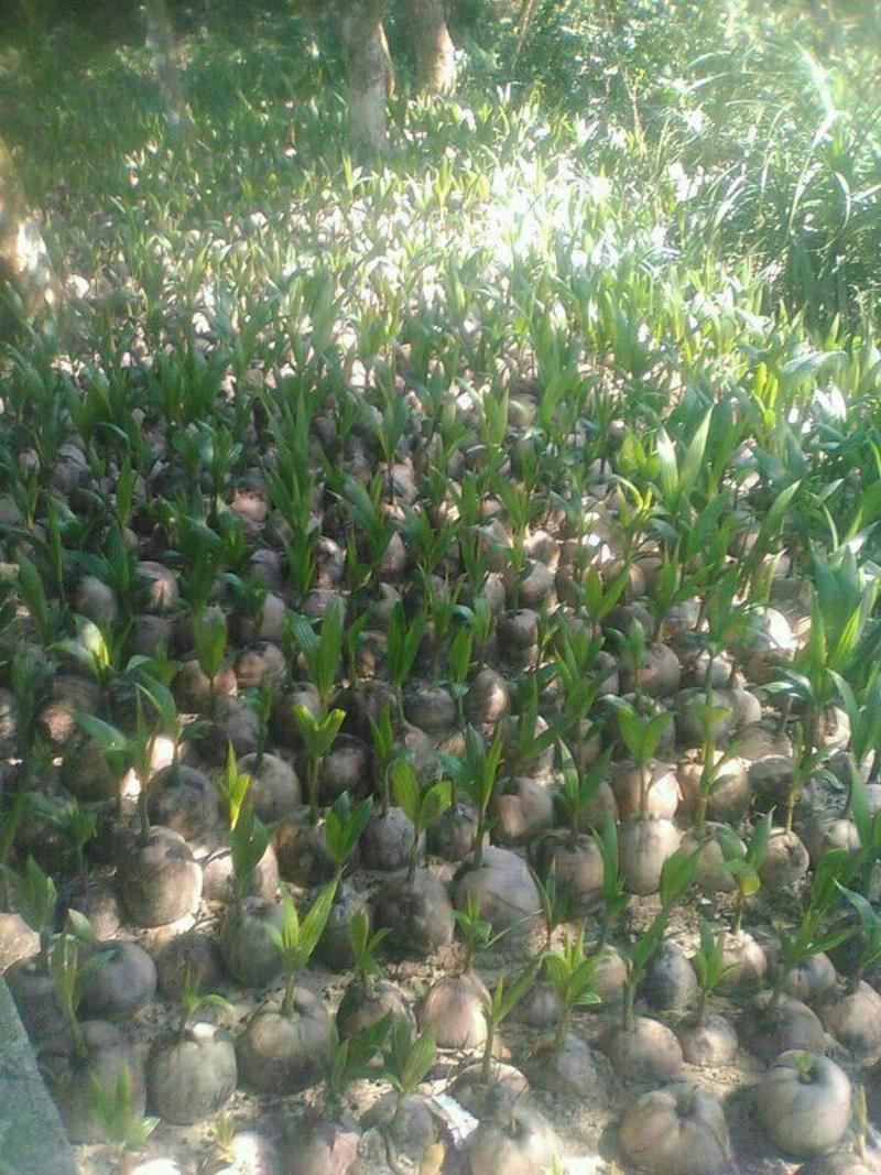 椰子树50~100cm品种齐全提供技术包存活