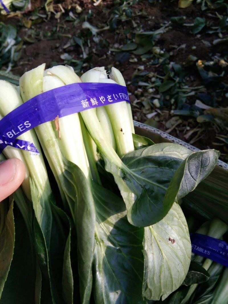小油菜2两以上