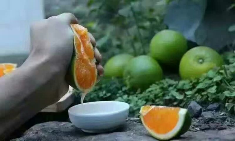 秭归脐橙九月红果冻橙