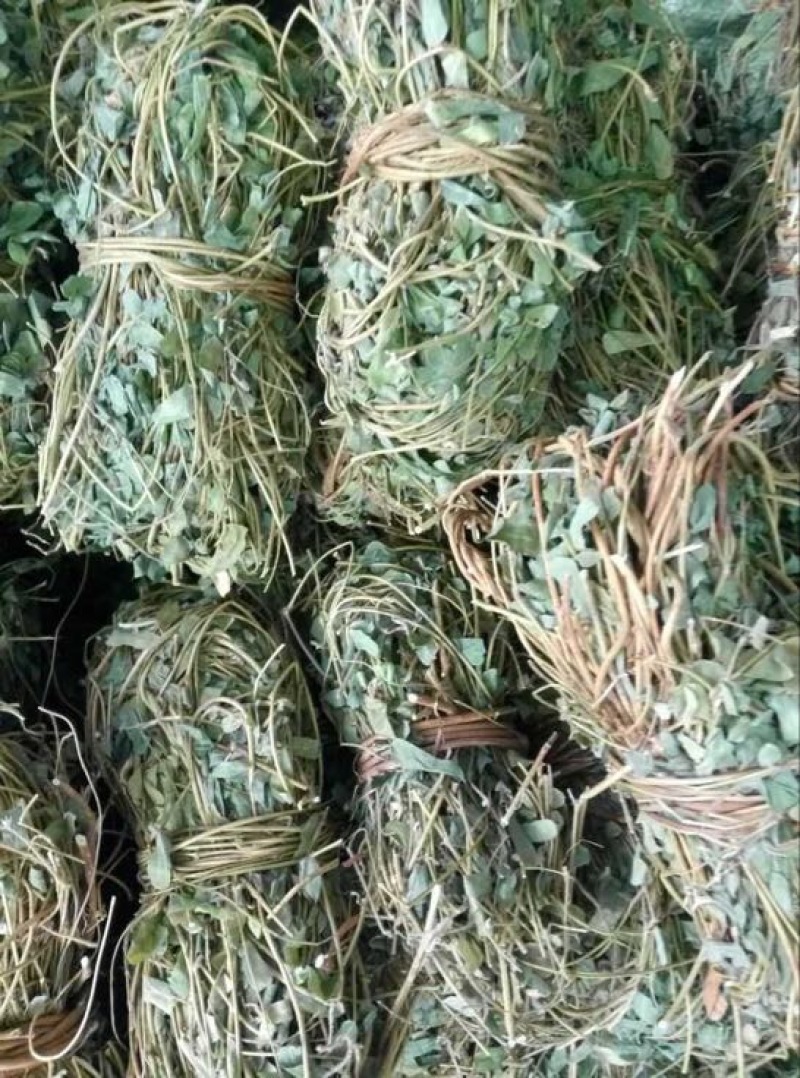 鸡骨草野生鸡骨草，带叶子。