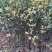 枸橘苗51~80cm