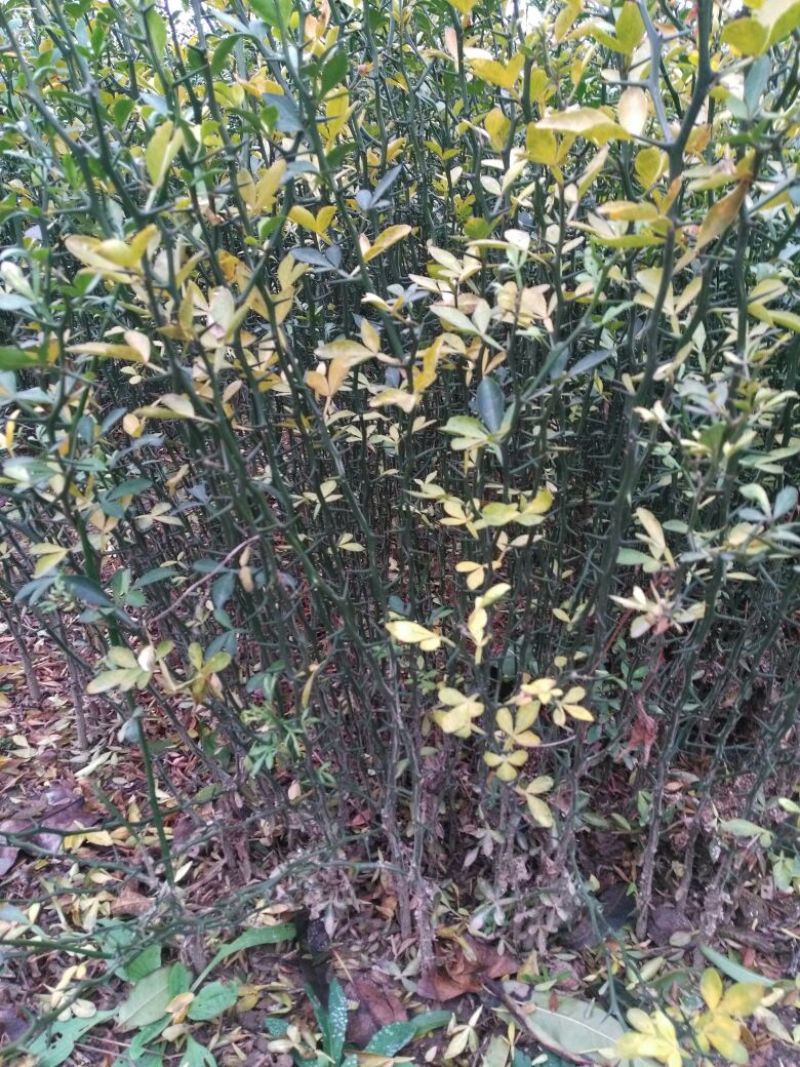 枸橘苗51~80cm