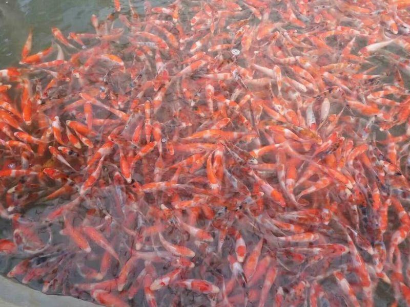 锦鲤鱼苗0.5公斤以下