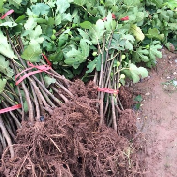 无花果苗波姬红，青皮无花果苗