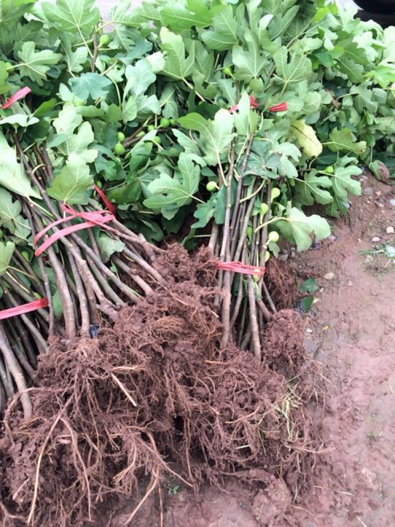 无花果苗波姬红，青皮无花果苗