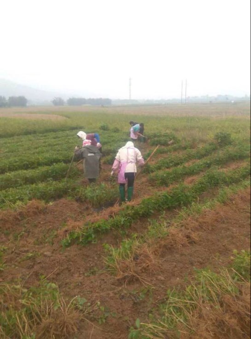 茉莉花
