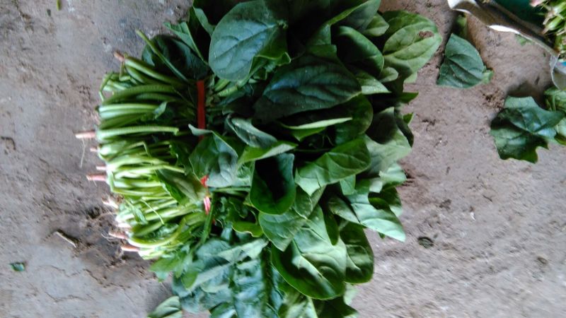 名门菠菜