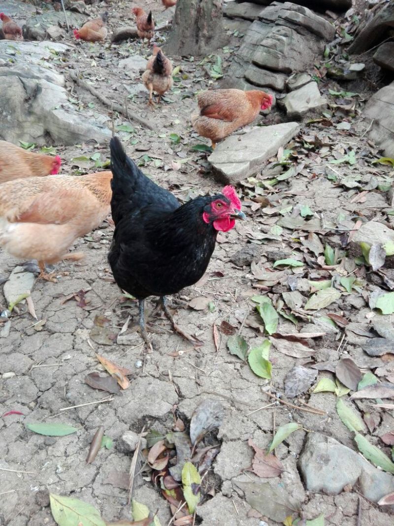 麻鸡6~9月