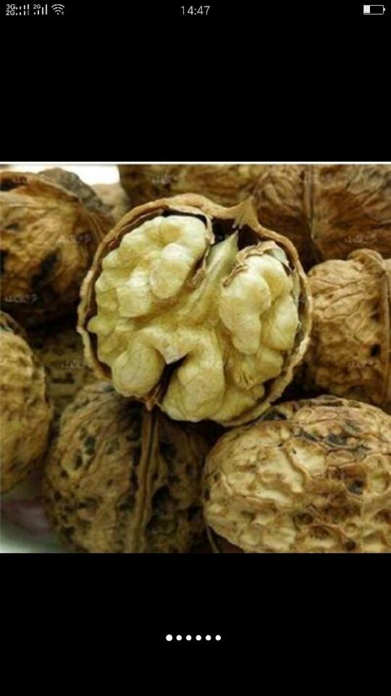 山核桃去皮干
