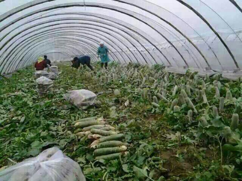 山东水果萝卜1~1.5斤起货源充足可视频看货量大从优