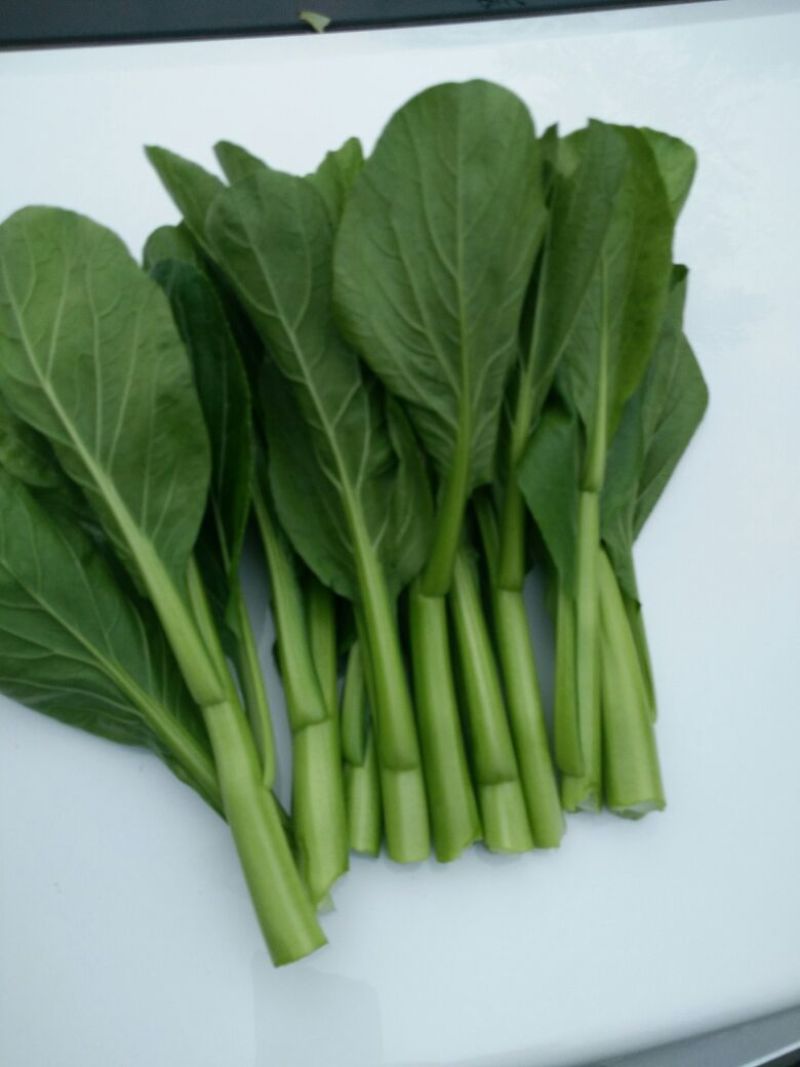 菜苔