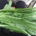 油麦菜25~30厘米以上精品高山云南大棚油麦菜，质量非