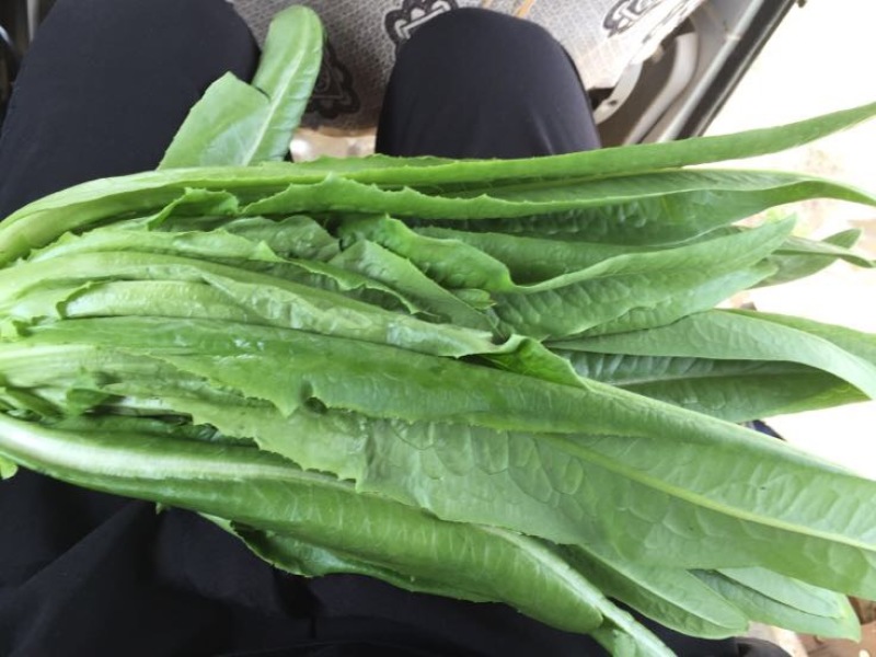 油麦菜25~30厘米以上精品高山云南大棚油麦菜，质量非