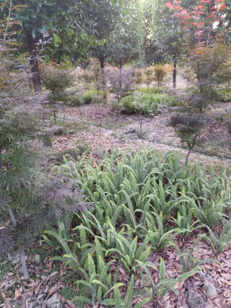 肾蕨2cm以下0.5~1m