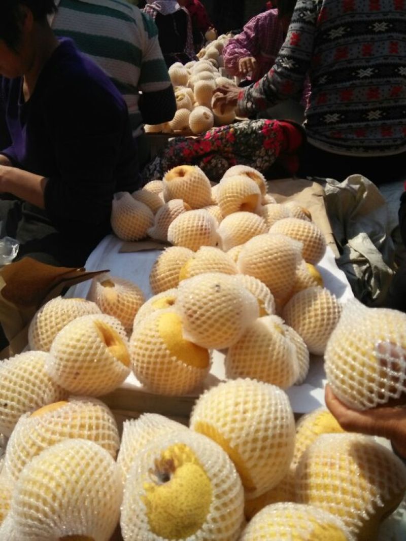 砀山梨300~350g纸箱