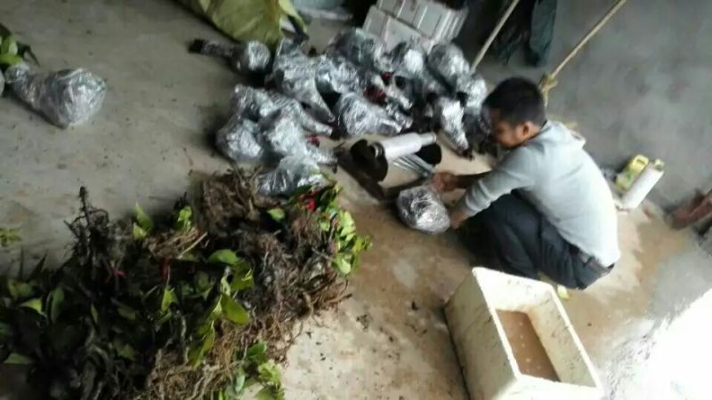 布福娜树苗30~50cm