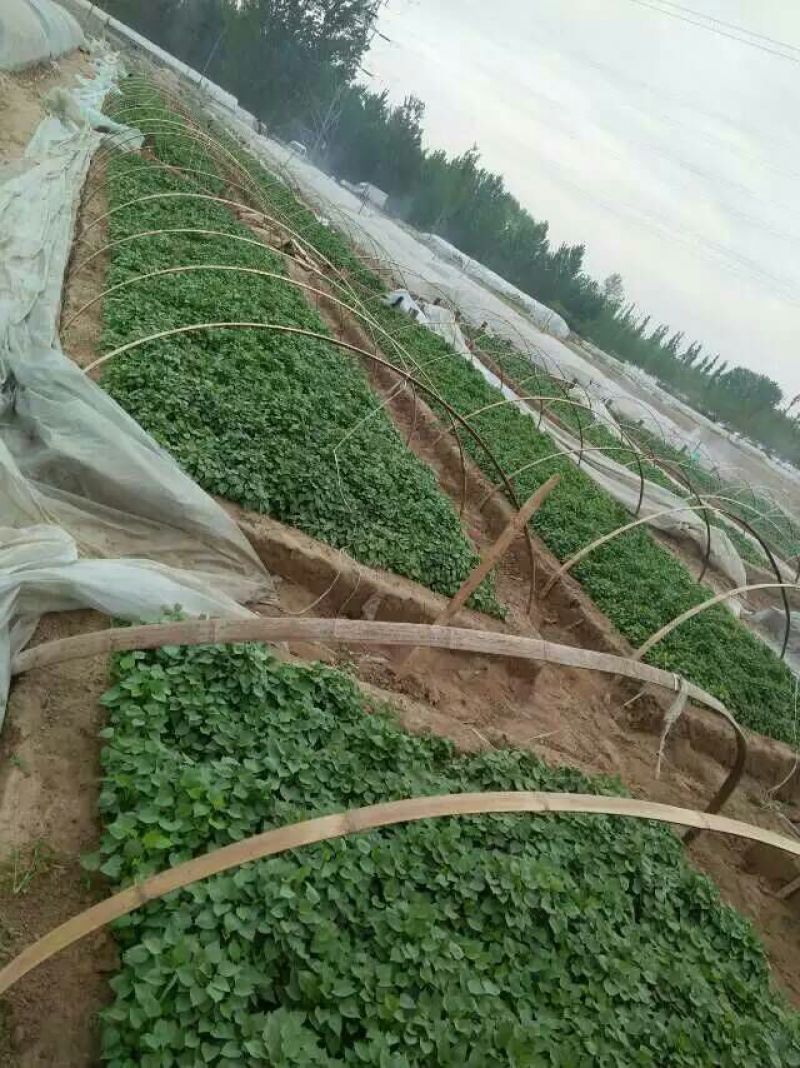 红薯苗地瓜苗山芋苗蜜薯苗西瓜红哈密苗，板栗薯红