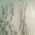 油牡丹苗20~30cm