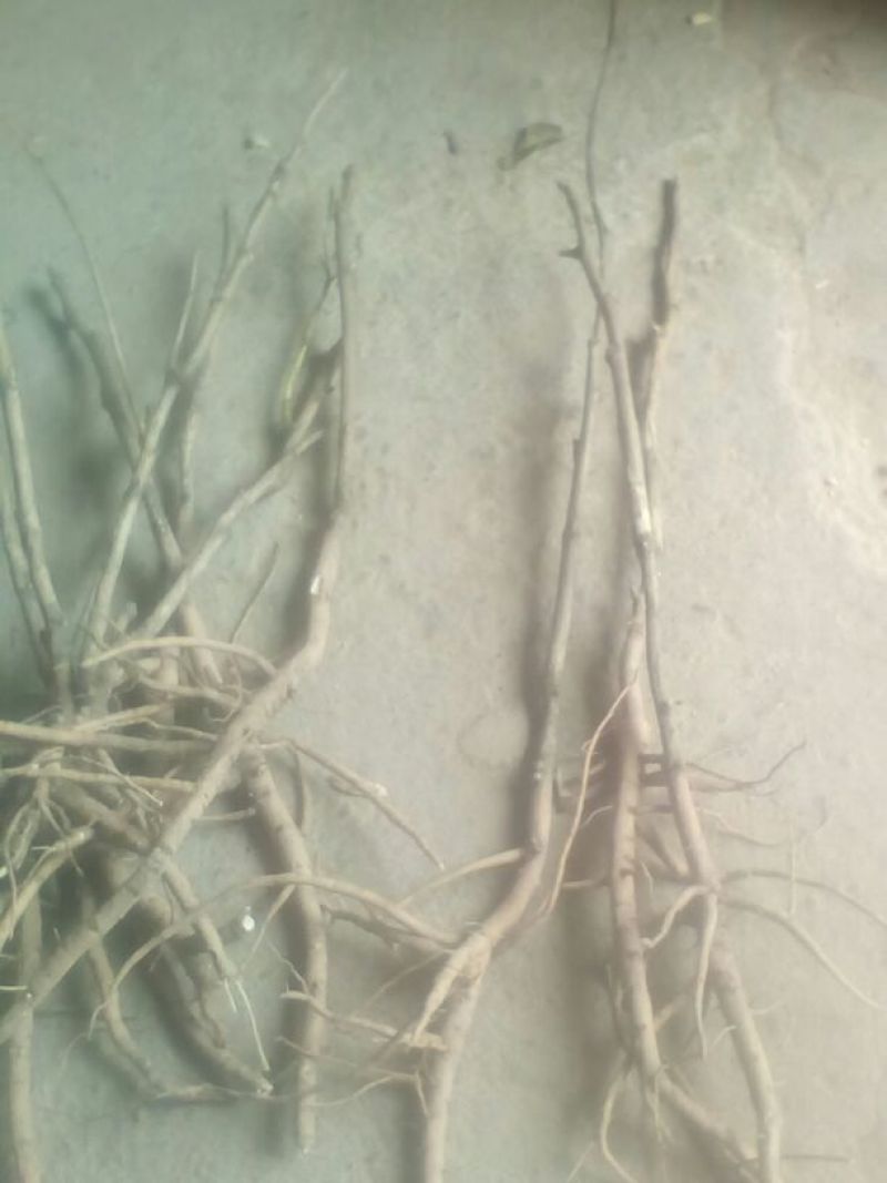 油牡丹苗20~30cm