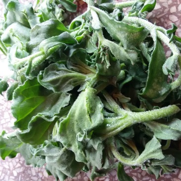 蔬菜